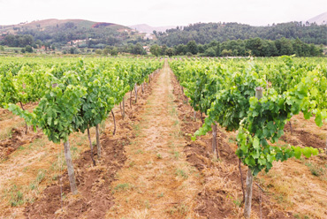 Quinta do Ferro